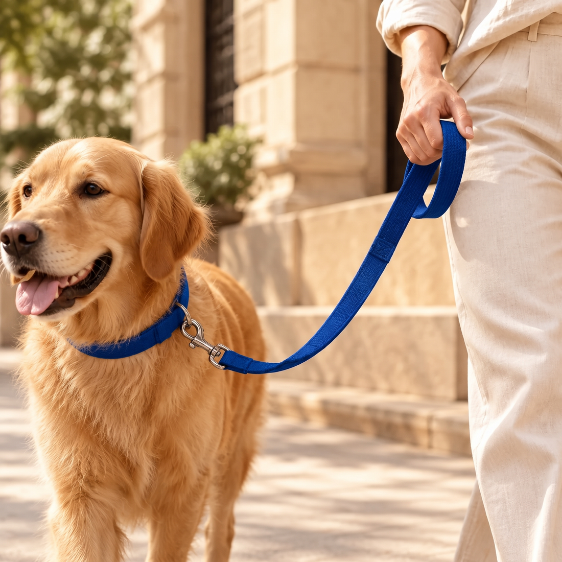 Golden retriever on a walk with the Ars Walk Matching Lead