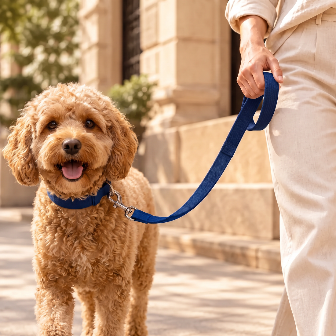 Cavoodle on a walk with the navy Ars Walk Matching Lead